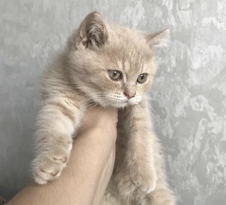Купить котенка в челябинске фото цена Котёнок - купить в Челябинске, цена 1 000 руб., продано 20 мая 2018 - Кошки