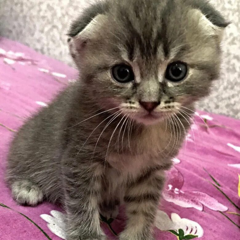 Купить котенка в краснодаре с фото Где продают котят 57 фото - ZooClever.ru