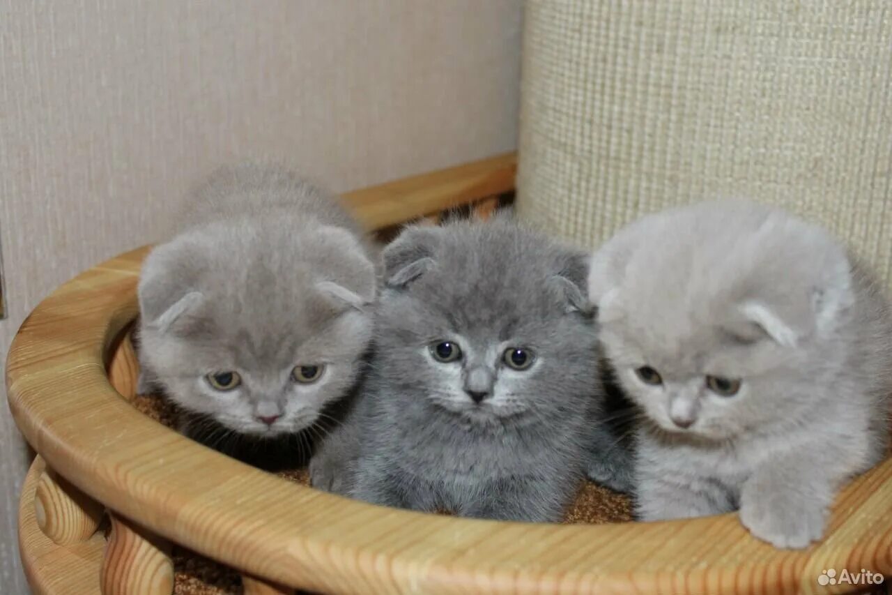 Купить котенка в краснодаре с фото Авито тамбовская область котята: найдено 86 картинок