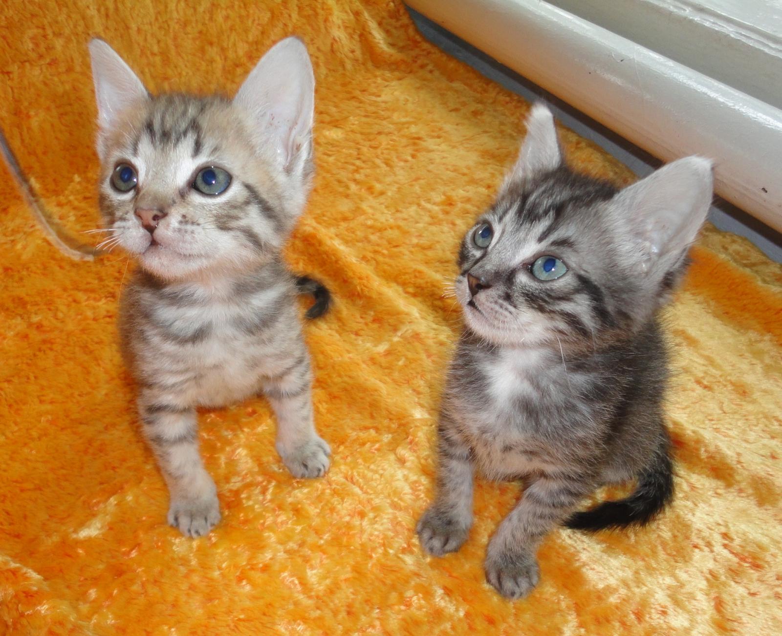 Купить котенка в краснодаре с фото Красивые котята мальчики 2х месяцев! * Краснодар ALL-aTop № 163498