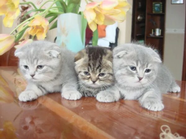 Купить котенка в краснодаре с фото элитные котята британские вислоухие , , Продажа Кошек краснодар.