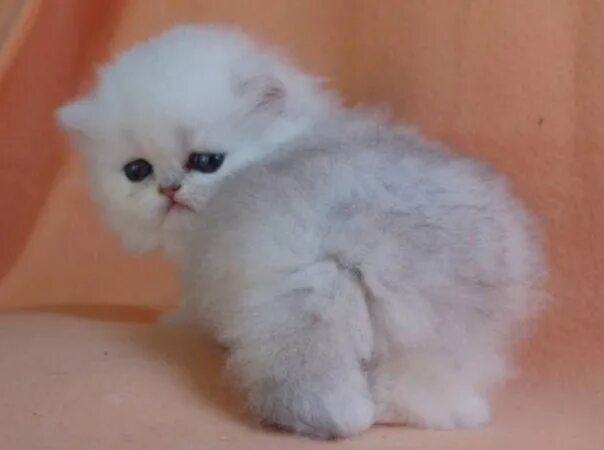 Купить котенка в краснодаре с фото ВОЗЬМУ в добрые руки Кошки и котята в Алматы ВКонтакте