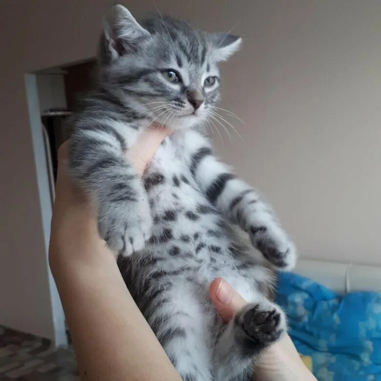 Купить котенка в красноярске фото Британский котенок (мальчик) - купить в Красноярске, бесплатно, продано 13 декаб