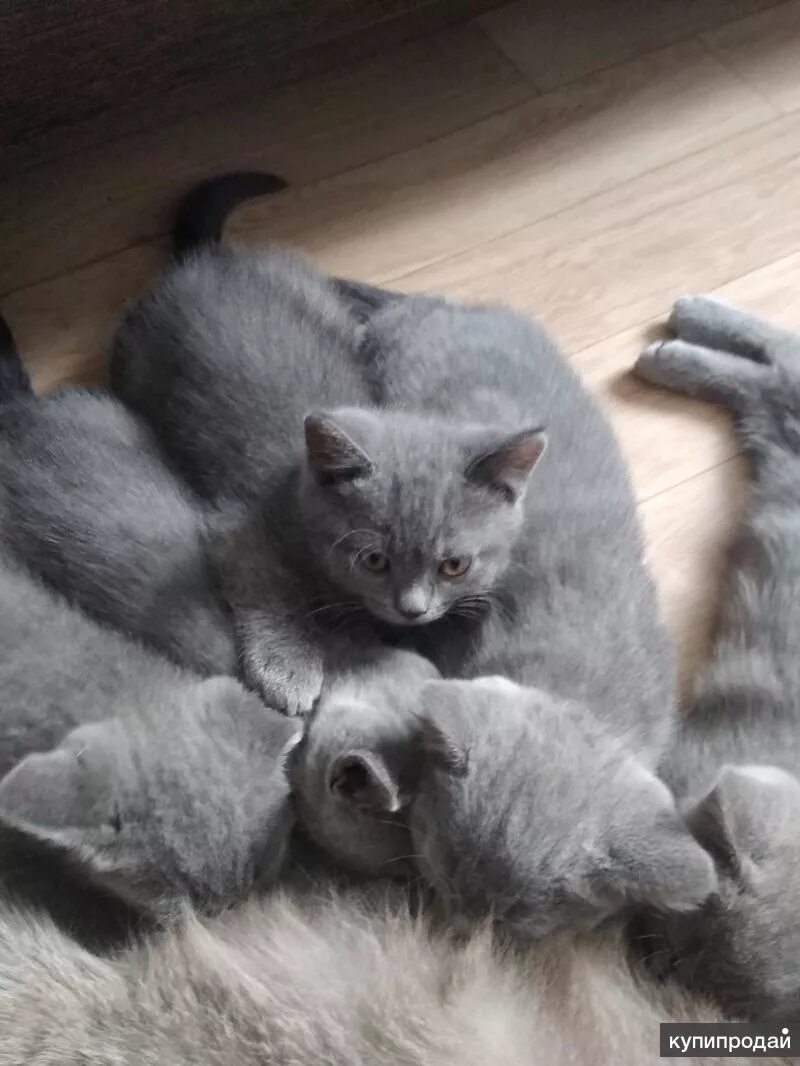 Купить котенка в красноярске фото котята в Красноярске