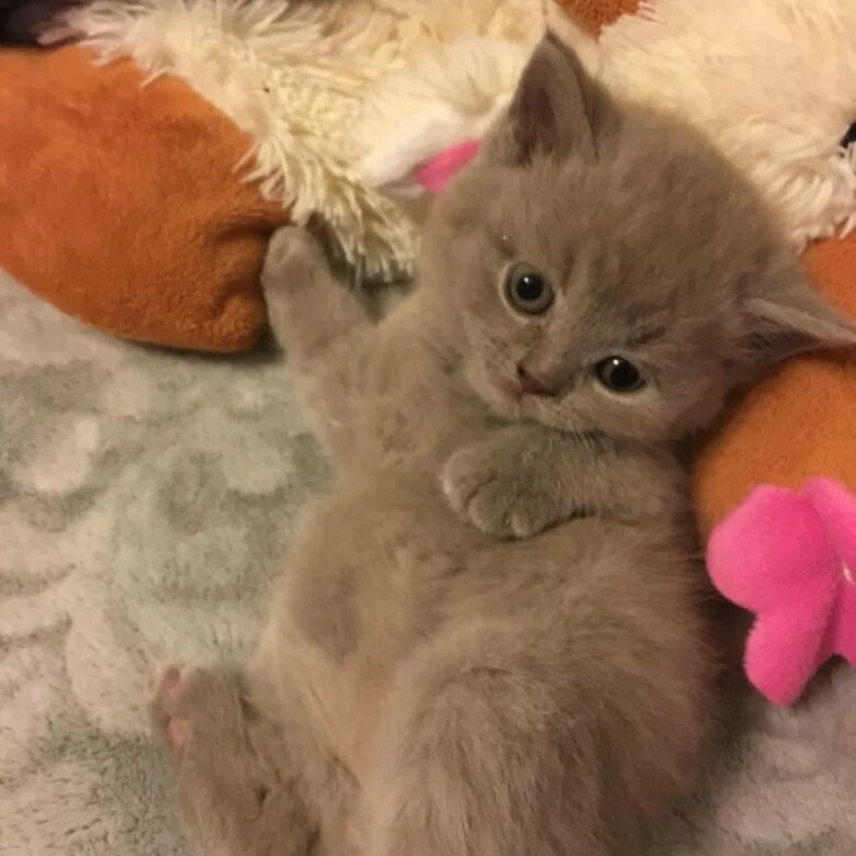 Купить котенка в красноярске фото Британские котята - купить в Красноярске, цена 4 000 руб., продано 22 декабря 20