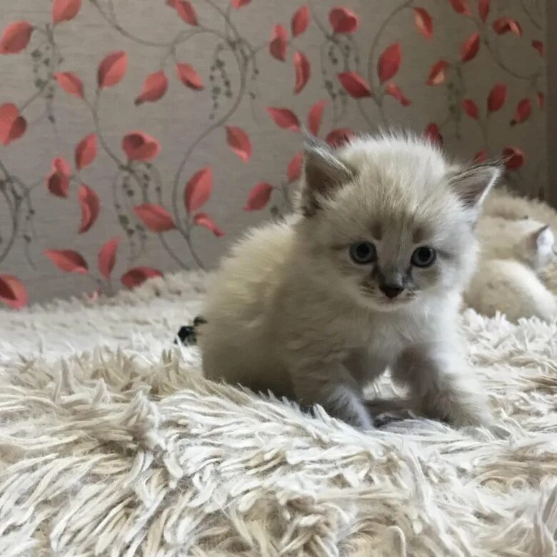 Купить котенка в красноярске фото Котёнок девочка - купить в Красноярске, бесплатно, продано 22 ноября 2019 - Кошк
