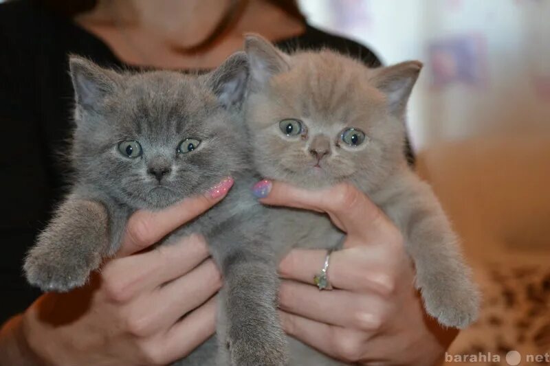 Купить котенка в красноярске фото Купить котенок Селкирк рекс короткошерстный в Красноярске - объявление № Т-62030