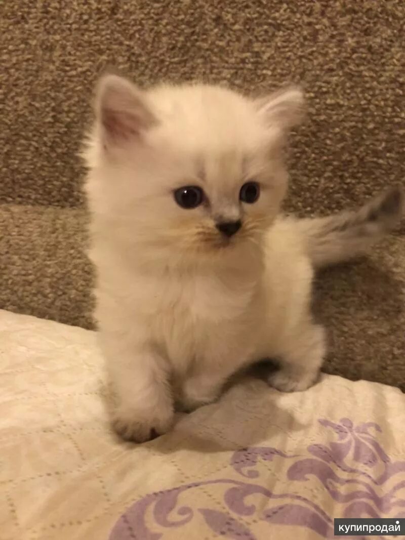 Купить котенка в красноярске фото цены Котята в Воронеже