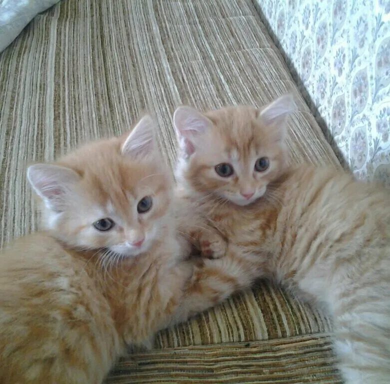 Купить котенка в красноярске фото цены Рыжие котята - купить в Красноярске, бесплатно, продано 22 мая 2017 - Кошки