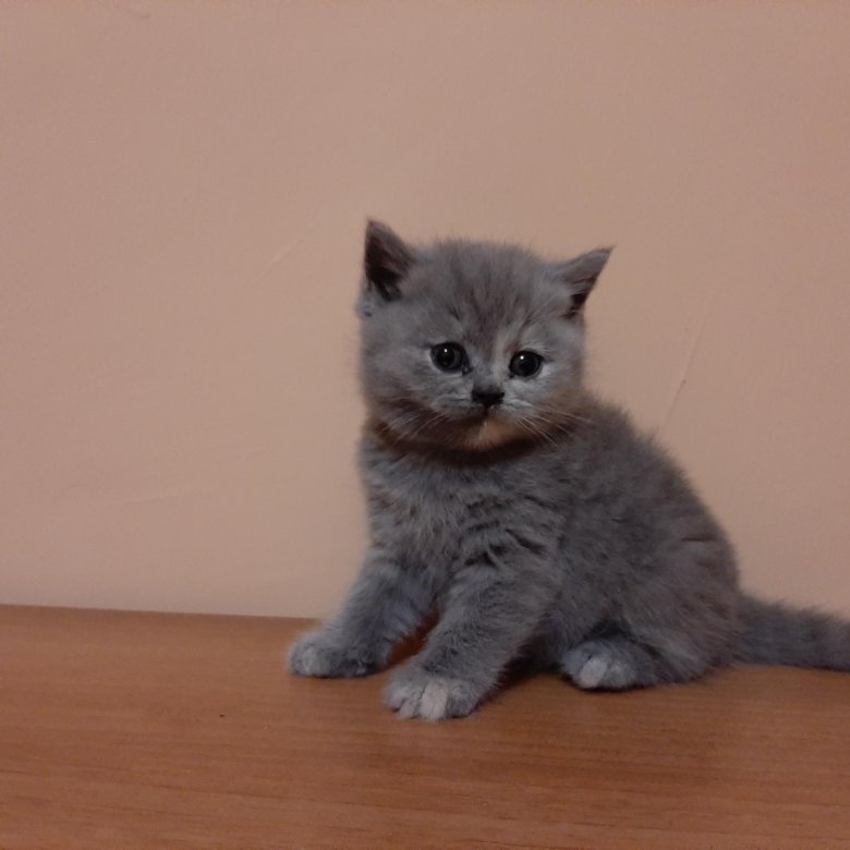 Купить котенка в красноярске фото цены Британские котята.Голубокремовая кошечка - купить в Красноярске, цена 12 000 руб