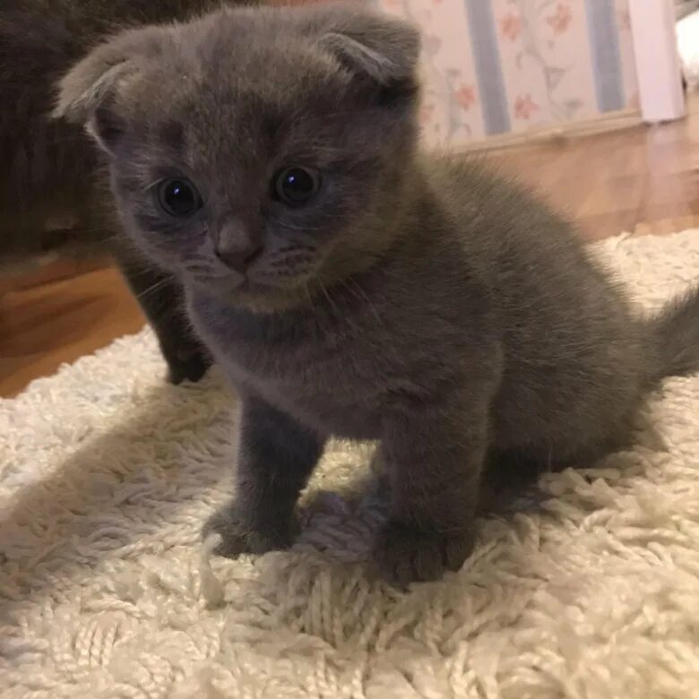 Купить котенка в красноярске фото цены Шотландские котята - купить в Красноярске, цена 2 200 руб., продано 16 июля 2019