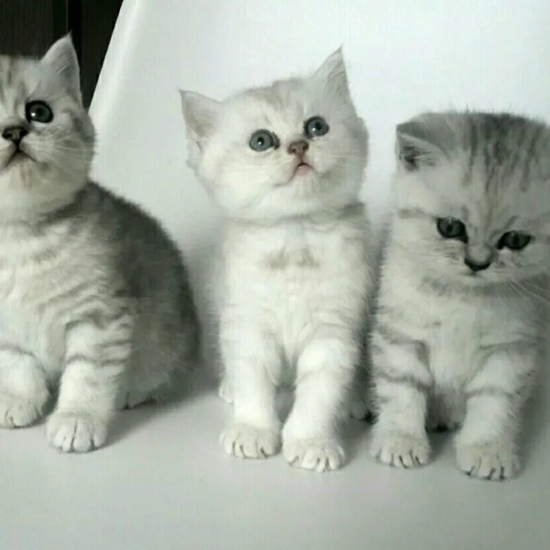 Купить котенка в красноярске фото цены Британцы котята - купить в Красноярске, цена 3 000 руб., продано 4 сентября 2017