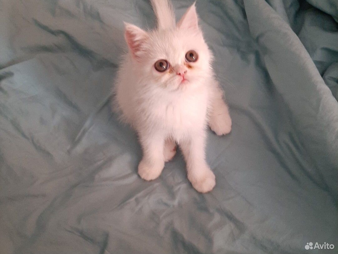 Купить котенка в красноярске фото цены Котенок экзотический купить на Зозу.ру