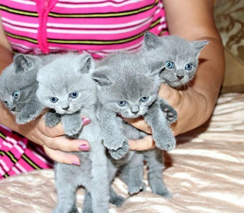 Купить котенка в красноярске фото цены Котята британски голубой скоттиш-страйт - купить в Владивостоке, цена 2 000 руб.