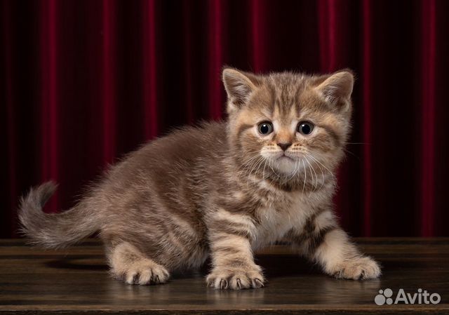 Купить котенка в новосибирске недорого с фото Британские котята купить в Новосибирске Животные и зоотовары Авито