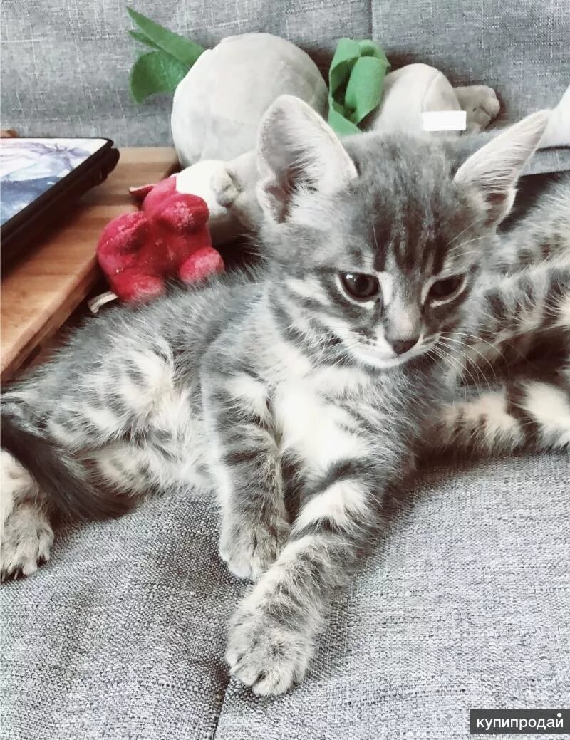 Купить котенка в новосибирске недорого с фото Отдам котят в Новосибирске