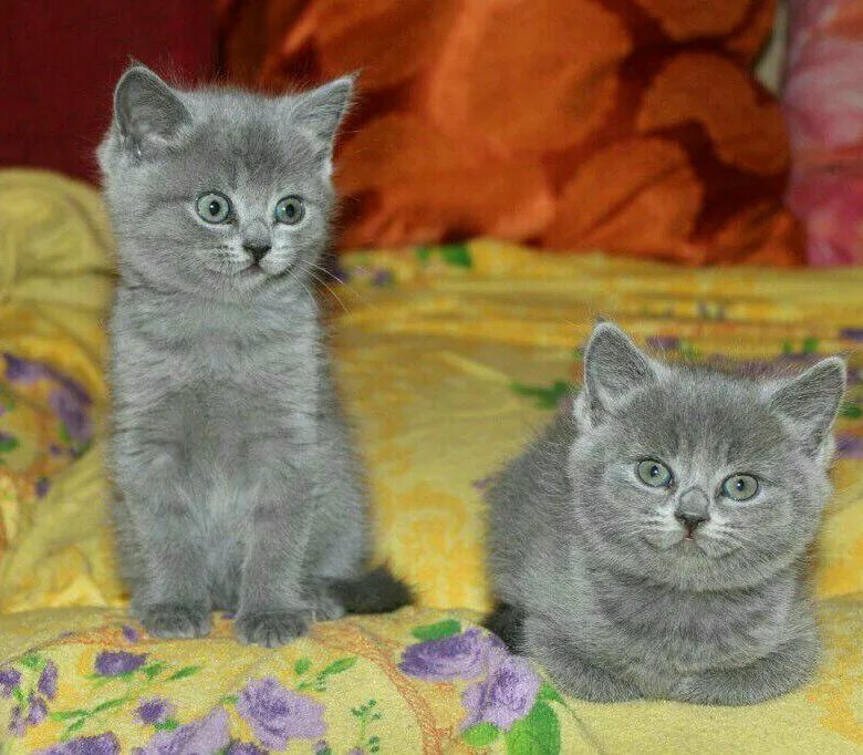 Купить котенка в новосибирске недорого с фото Британские котята - купить в Новосибирске, цена 2 500 руб., продано 7 февраля 20