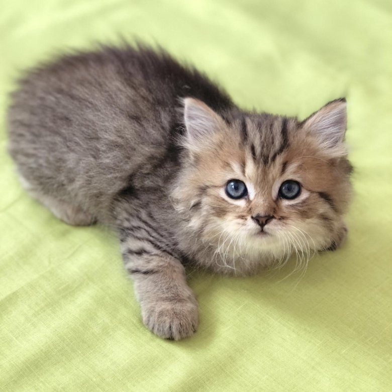 Купить котенка в новосибирске недорого с фото Котята - купить в Заречном, цена 5 руб., продано 14 октября 2018 - Кошки