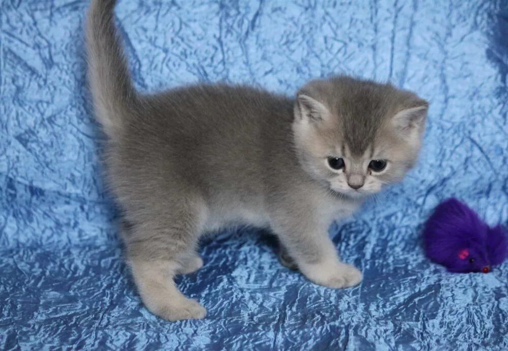 Купить котенка в новосибирске недорого с фото Котенок мальчик британский короткошерстный (британец) голубой золотой тикированн
