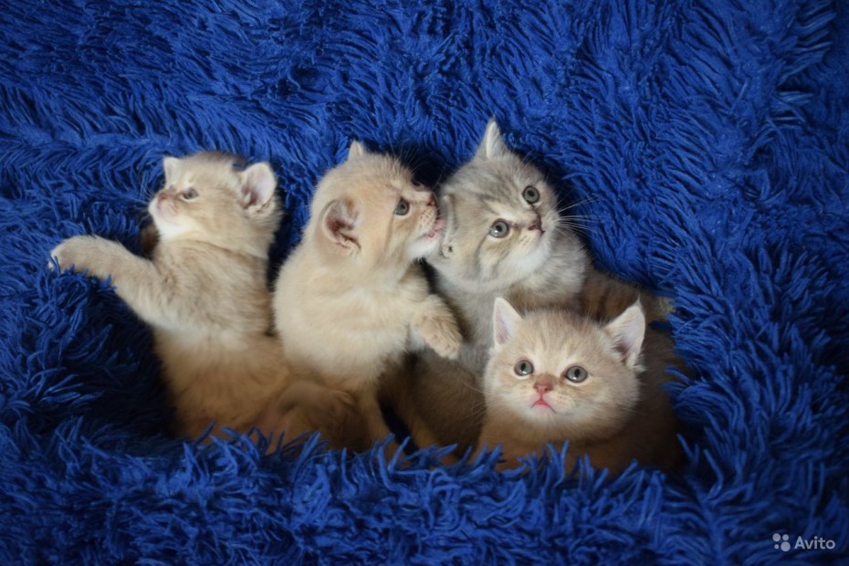 Купить котенка в новосибирске с фото Лиловые шотландские котята - картинки и фото koshka.top