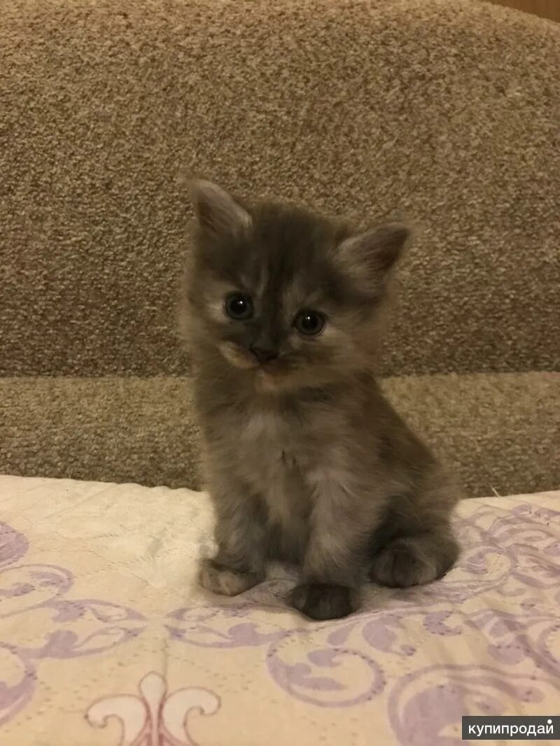 Купить котенка в новосибирске с фото Котята в Воронеже
