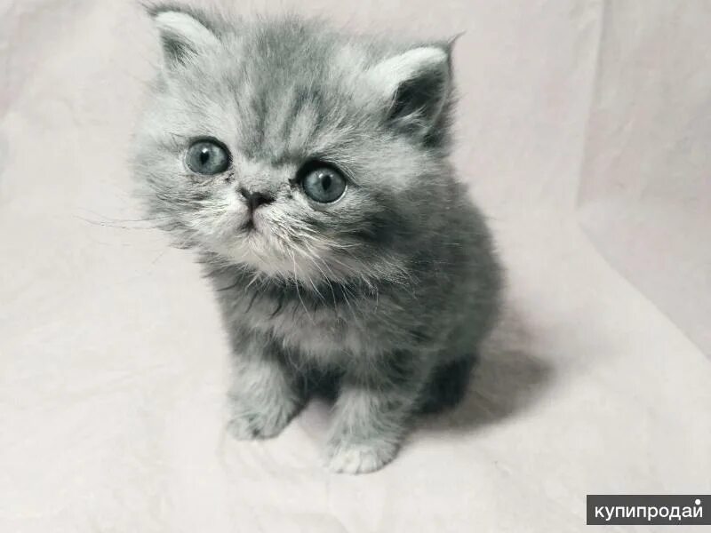 Купить котенка в новосибирске с фото Продаю котят-экзотов в Люберцах