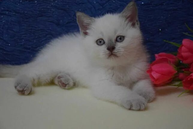 Купить котенка в новосибирске с фото Фолди - Животные в Александрия - OLX.ua