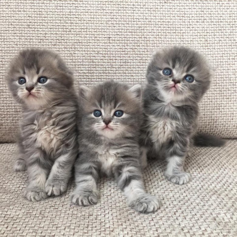 Купить котенка в новосибирске с фото Шотландский вислоухий котёнок - купить в Новосибирске, цена 2 500 руб., продано 