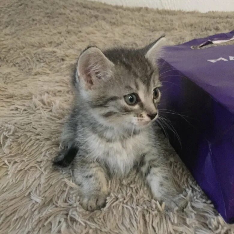 Купить котенка в новосибирске с фото Котята - купить в Новосибирске, цена 100 руб., продано 11 декабря 2017 - Кошки
