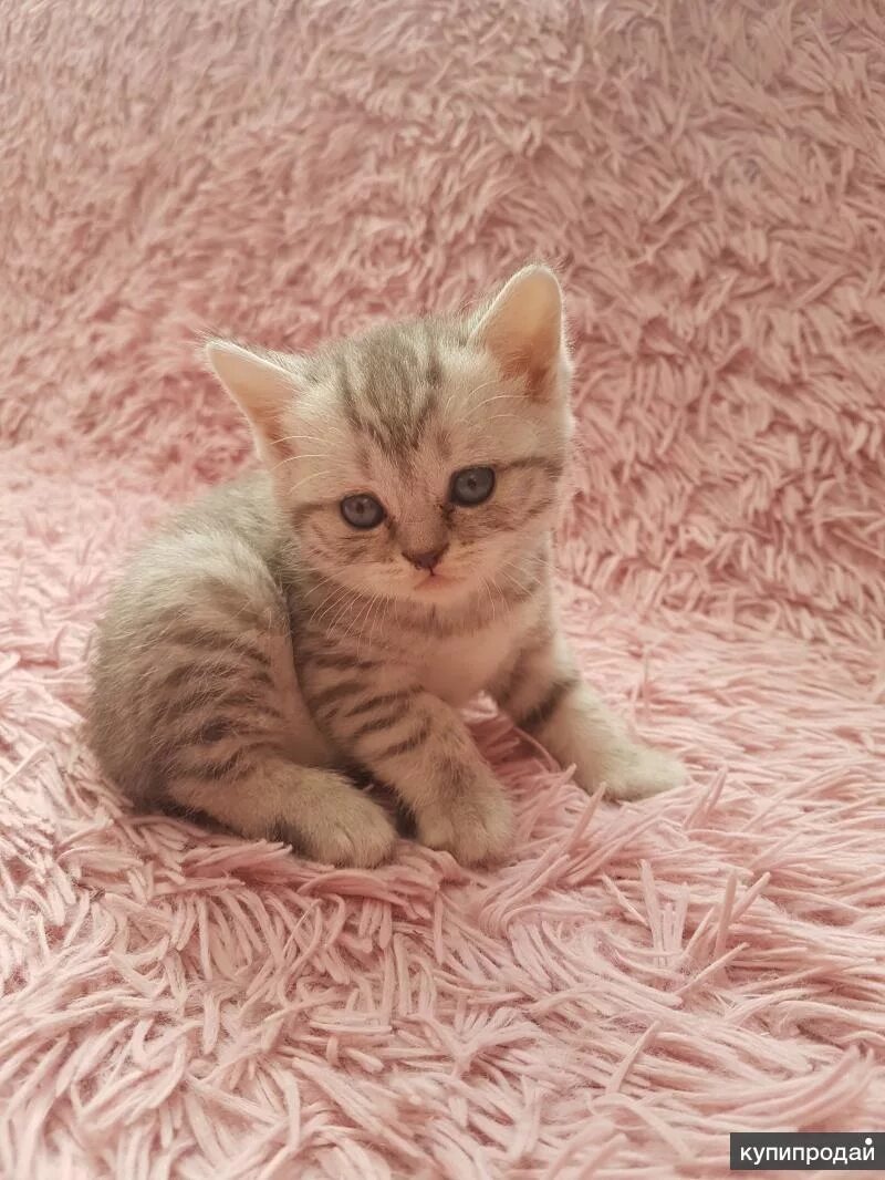 Купить котенка в новосибирске с фото Британские котята в Новосибирске