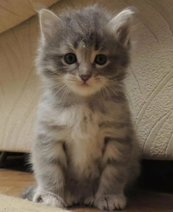 Купить котенка в новосибирске с фото Котята Сибирские - купить в Новосибирске, цена 7 000 руб., продано 27 апреля 201