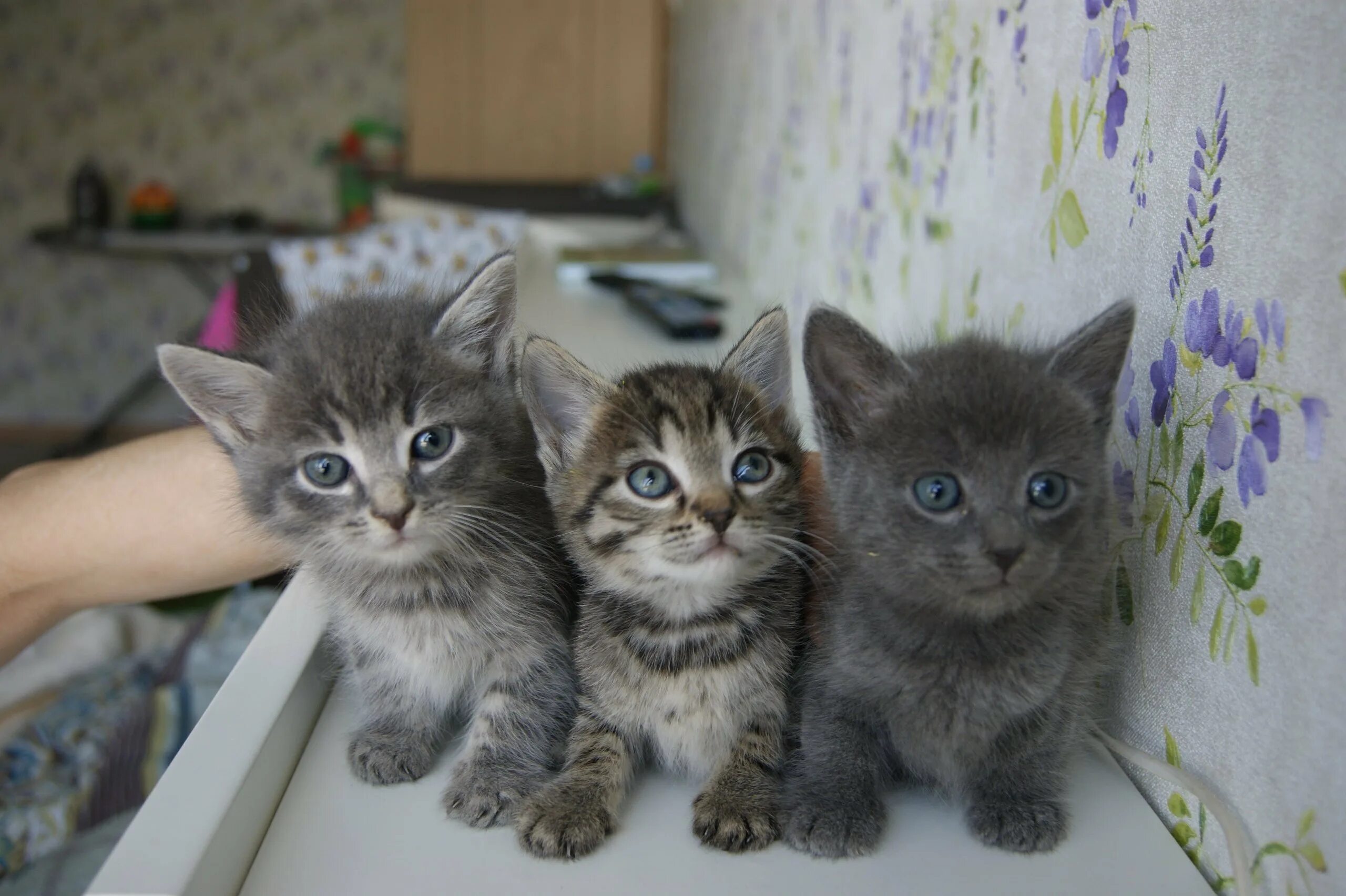 Купить котенка в новосибирске с фото Породы котенка в Москве (Много фото!) - viewsnap.ru