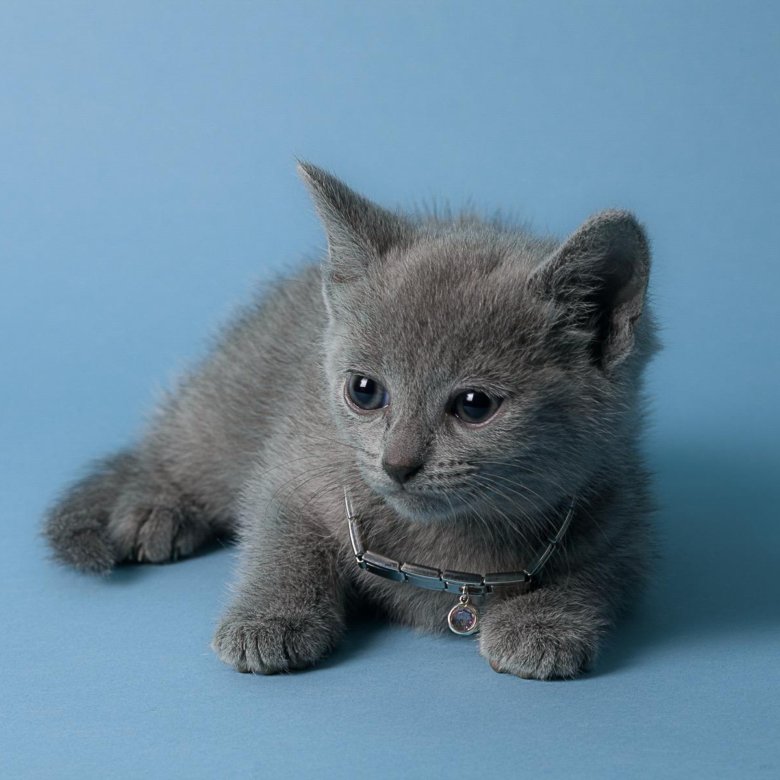 Купить котенка в новосибирске с фото Русская голубая котята - купить в Новосибирске, цена 25 000 руб., продано 3 октя