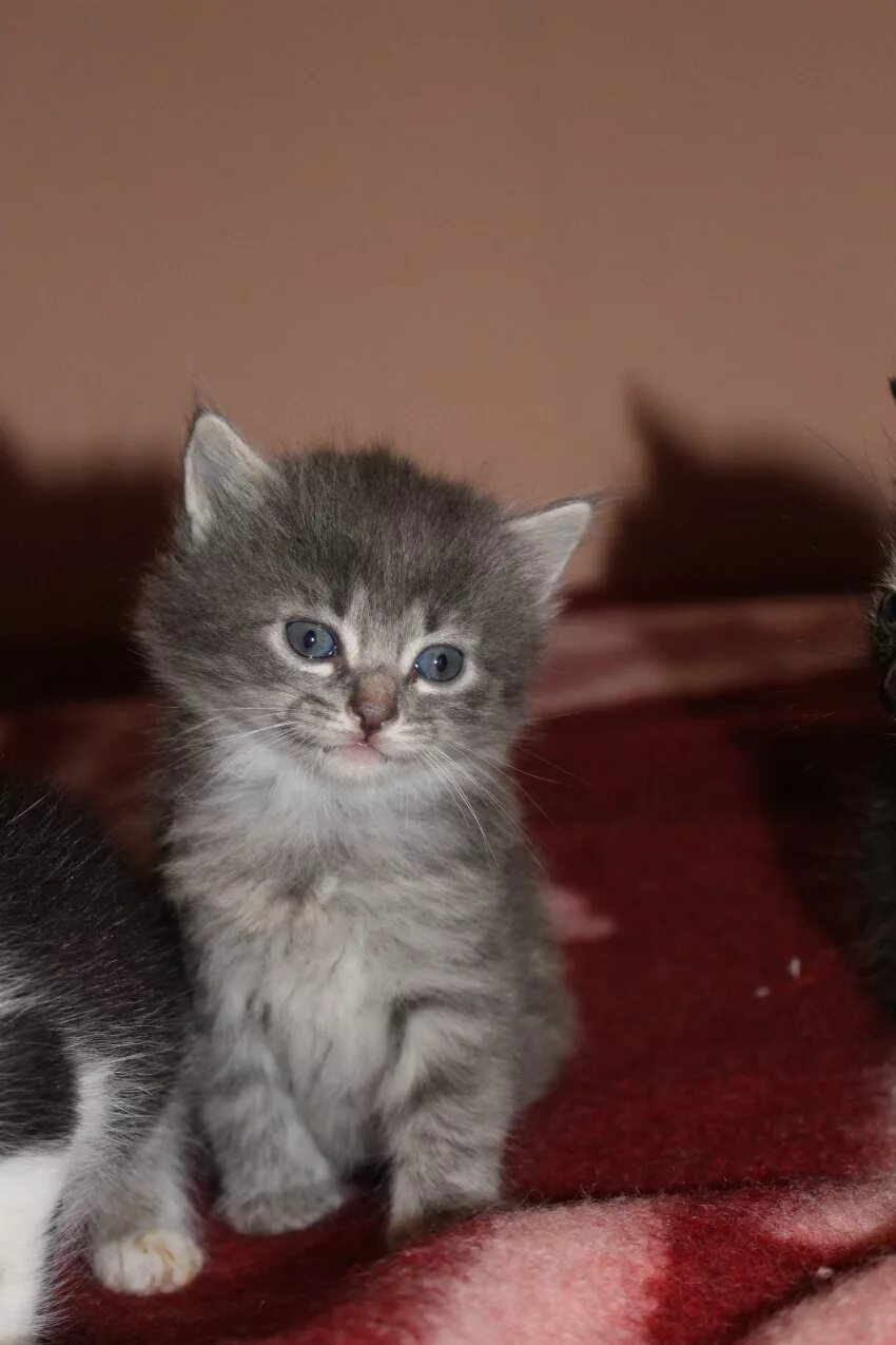 Купить котенка в новосибирске с фото Отдаем котят в самые добрые руки!