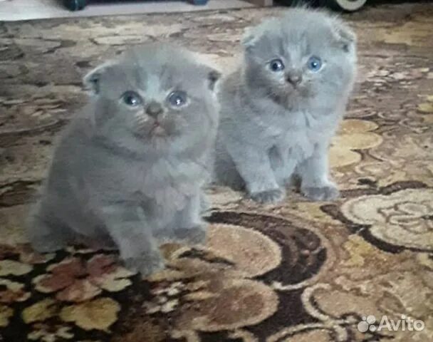 Купить котенка в подольске цена и фото Шотландские вислоухие котята купить в Подольске Животные и зоотовары Авито