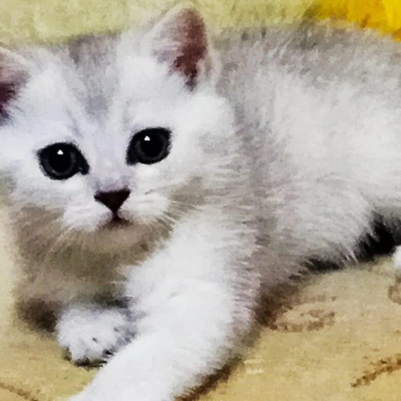 Купить котенка в подольске цена и фото Котёнок - купить в Подольске, цена 7 000 руб., продано 10 декабря 2018 - Кошки