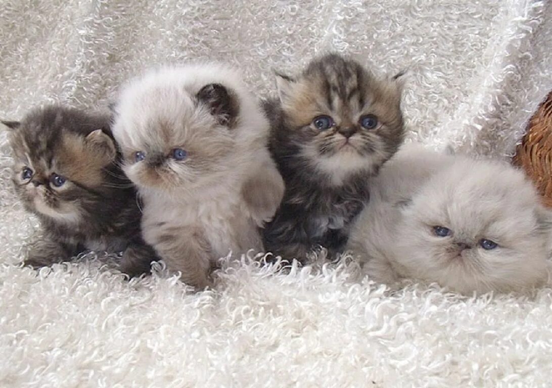 Купить котенка в подольске цена и фото Persian kittens Kittens cutest, Baby cats, Beautiful cats