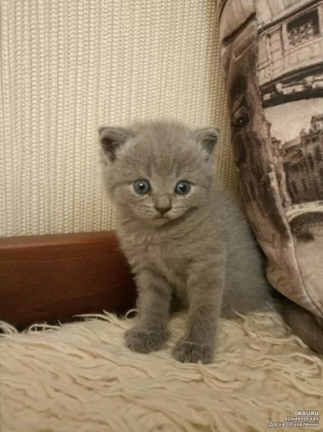 Купить котенка в подольске цена и фото Маленькая чудесная британская