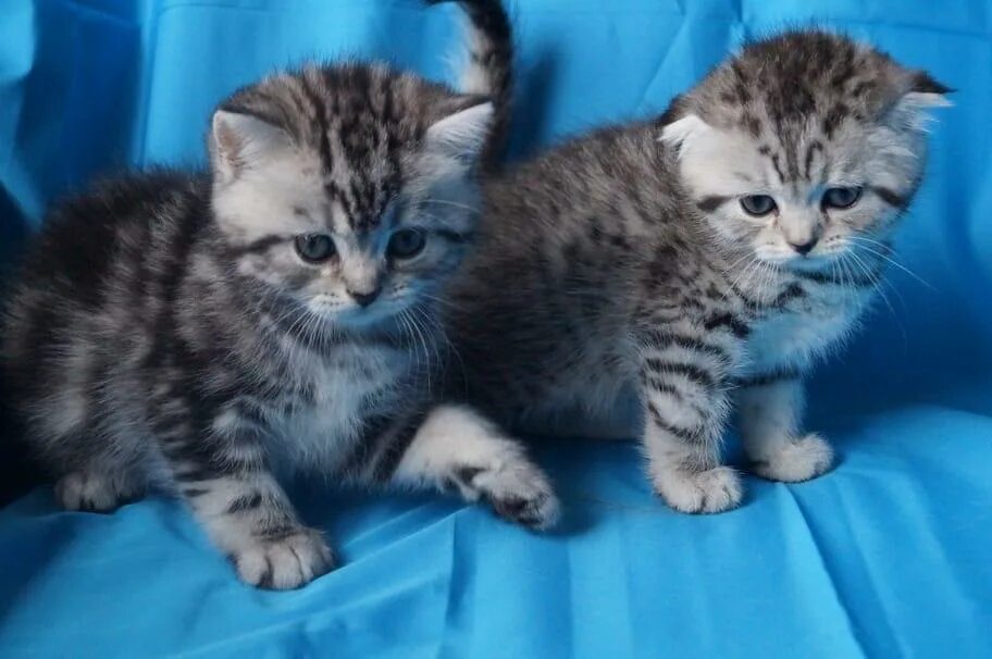Купить котенка в саратове с фото Кошечка Вислоушка Люся купить в Москве, цена 6 500 руб. Объявления о продаже в к