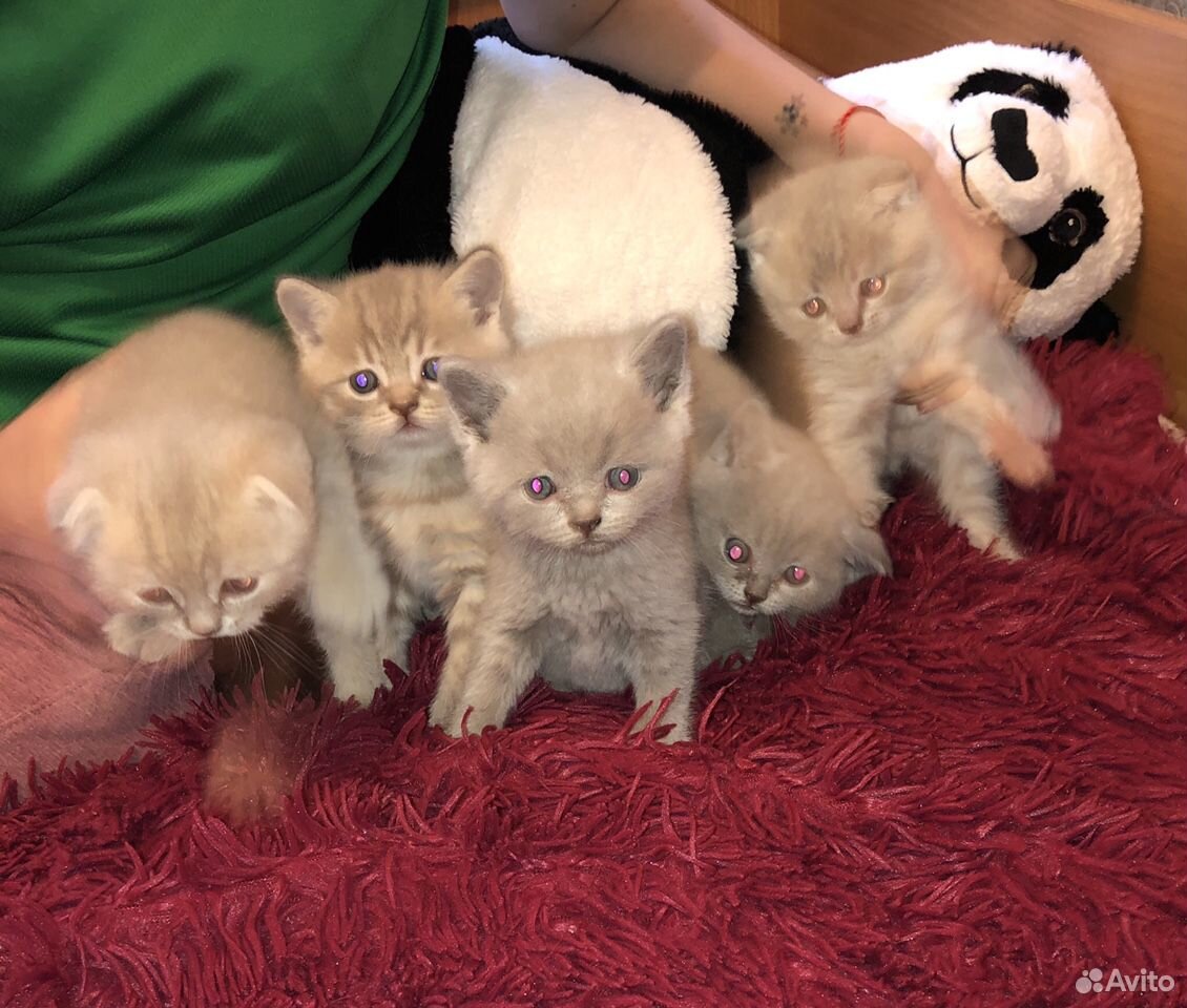 Купить котенка в саратове с фото Британские котята купить на Зозу.ру