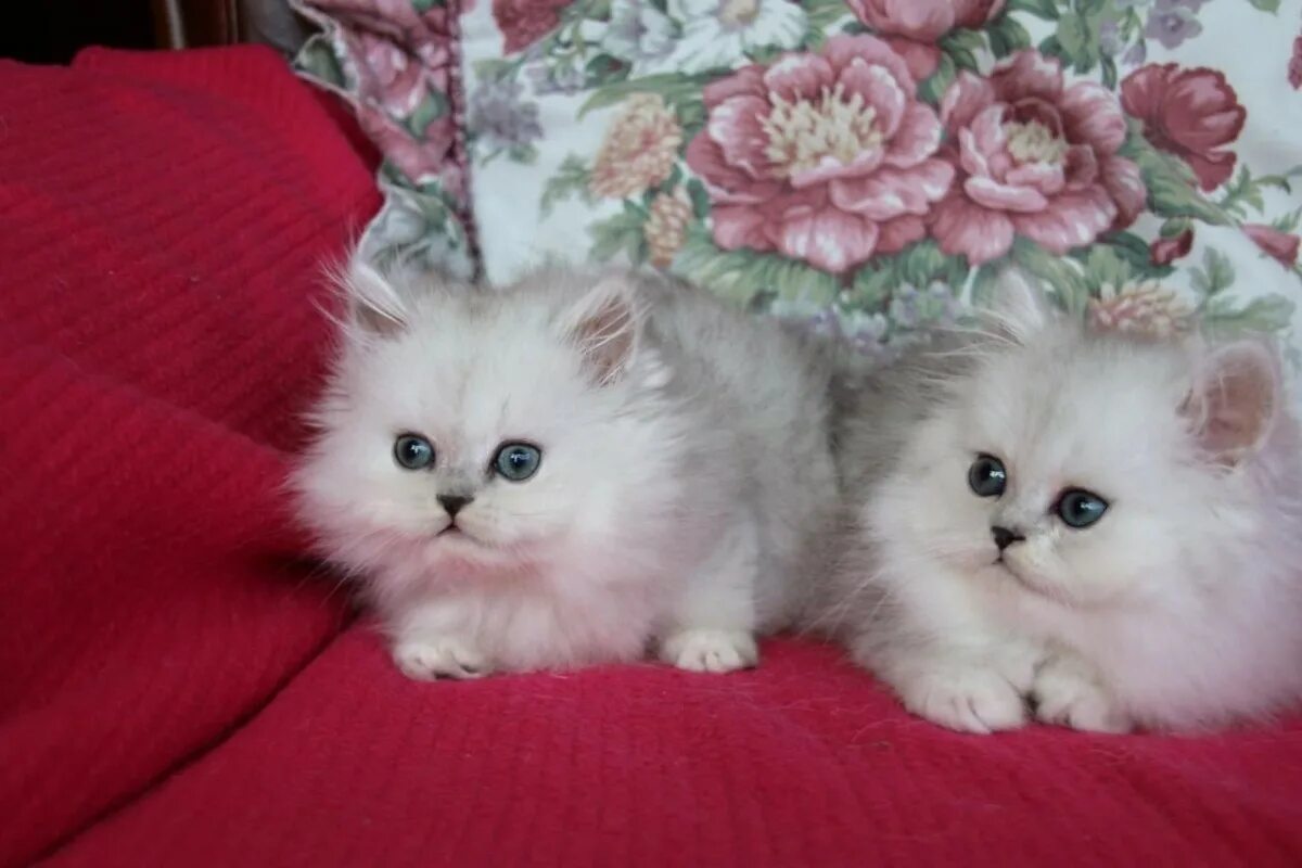 Купить котенка в саратове с фото Persian Cats Sale U, Biggs, CA #3793 Hoobly.US