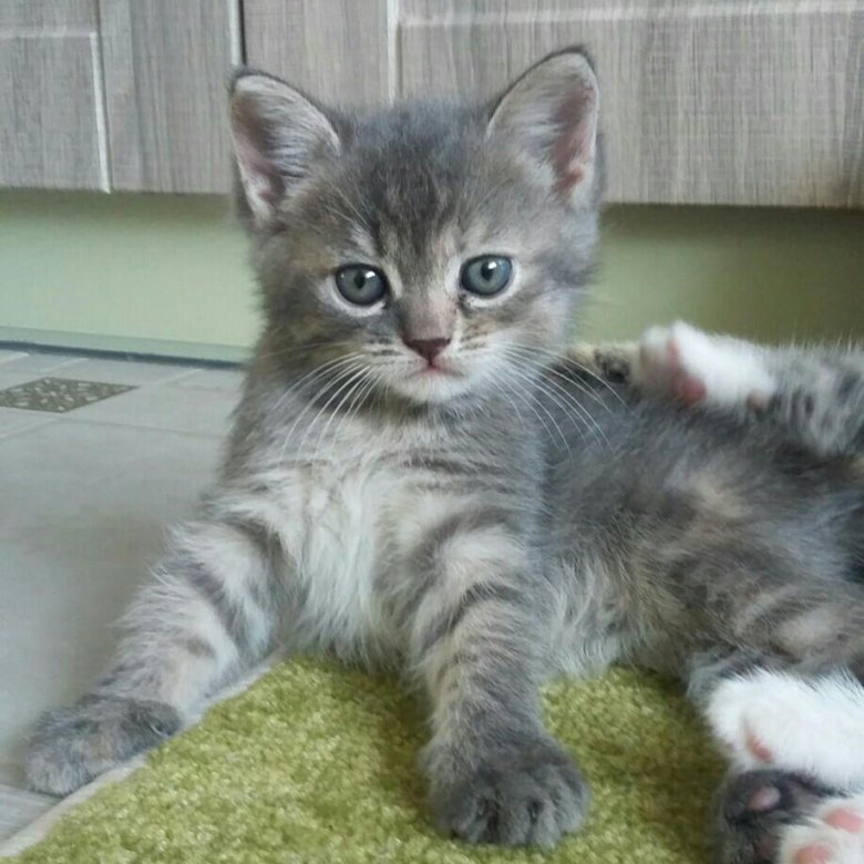 Купить котенка в саратове с фото Кошечки - купить в Саратове, цена 10 руб., продано 7 сентября 2018 - Кошки