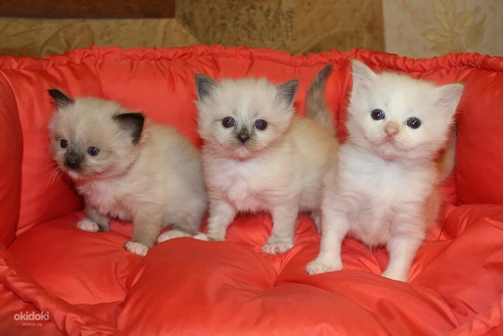 Купить котенка в саратове с фото Купить Котенка В Минске Недорого - Taberts.ru