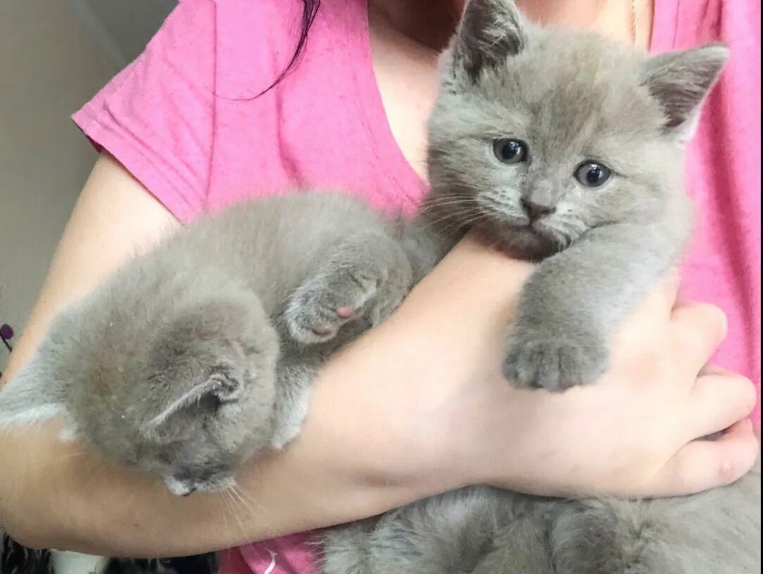 Купить котенка в саратове с фото Продам шотландских котят - в городе Саратов, ID 31438