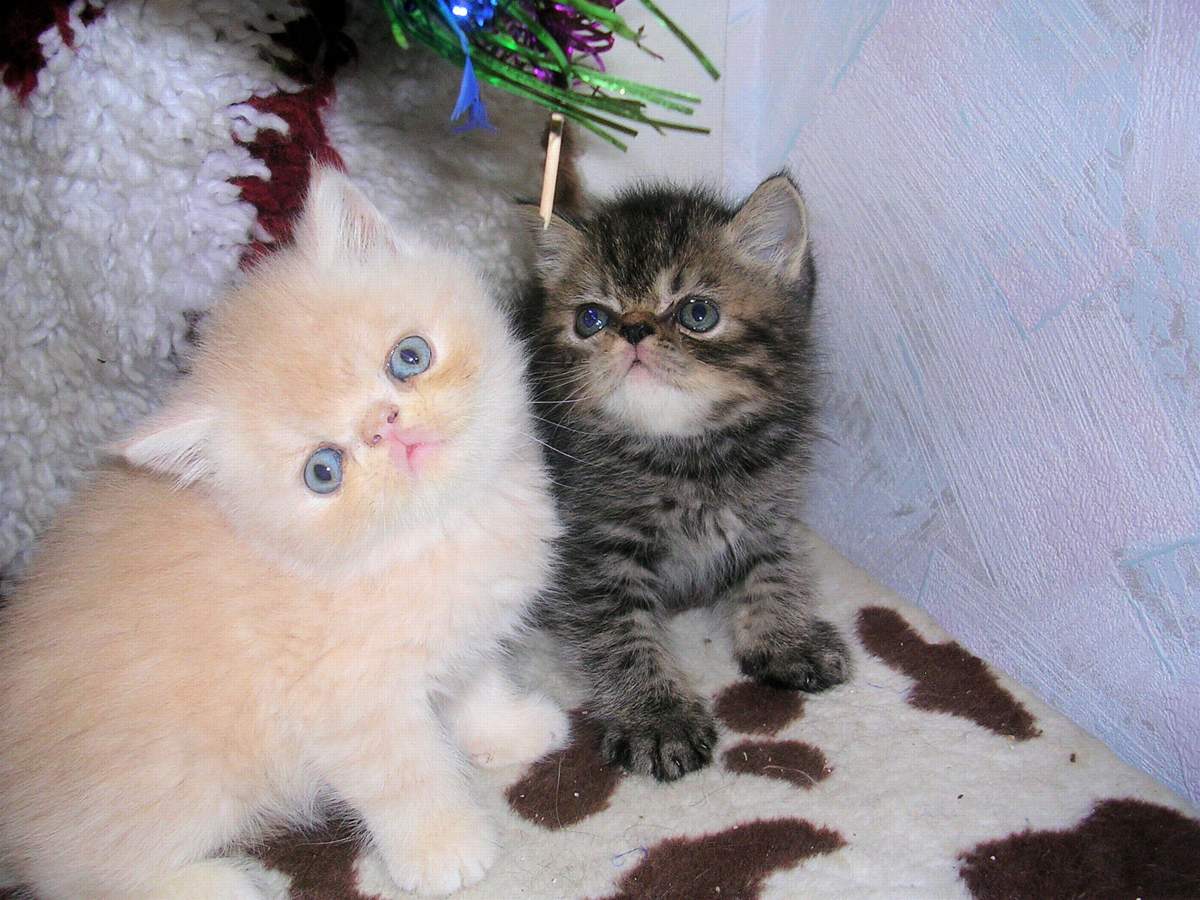 Купить котенка в саратове с фото Персидские и экзотические котята