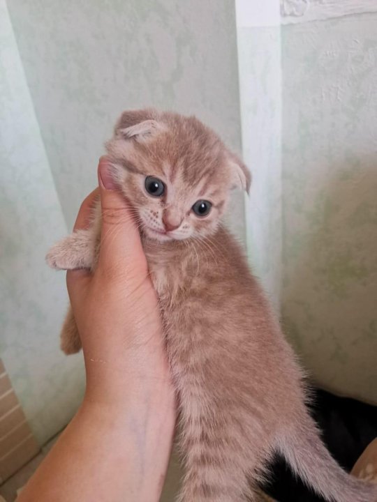 Купить котенка в саратове с фото авито Шотландская вислоухая кошечка - купить в Саратове, цена 1 500 руб., продано 14 и
