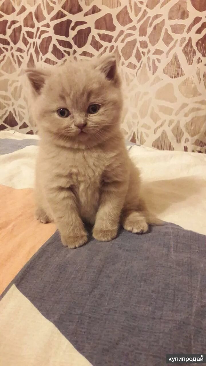 Купить котенка в саратове с фото авито Продам Британских котят в Ангарске