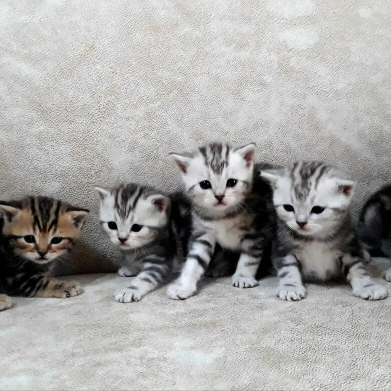 Купить котенка в саратове с фото авито Шотландские котята - купить в Саратове, цена 2 000 руб., продано 2 июля 2019 - К