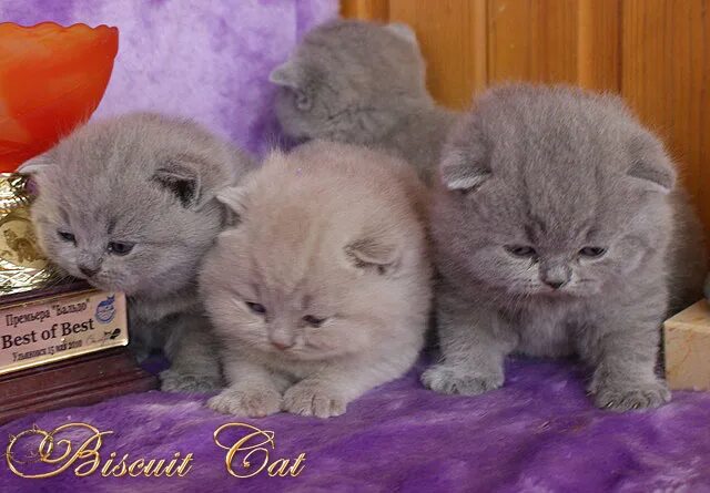 Купить котенка в саратове с фото породистого Купить Вислоухого Котенка Недорого Рыбинск - Фотографии