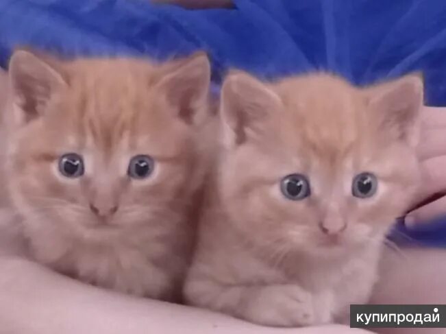 Купить котенка в саратове с фото породистого Котята в Саратове